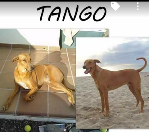 lilianactuc's tweet photo. @SARALanzarote mirar por favor si lo veis este es Tango. https://t.co/bVxjmjXi8X