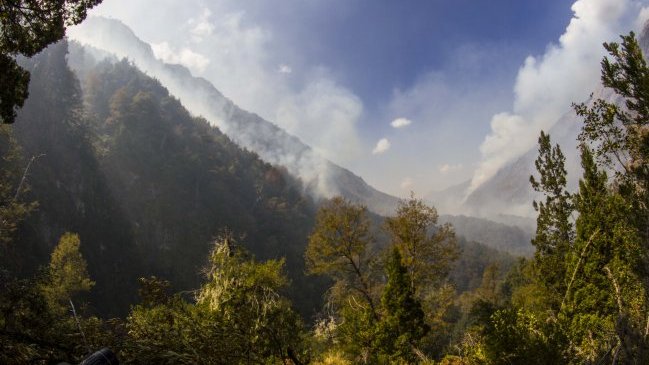 Cooperativa's tweet image. Bosque nativo chileno es el ecosistema más deforestado de Sudamérica bit.ly/1R8WyKE