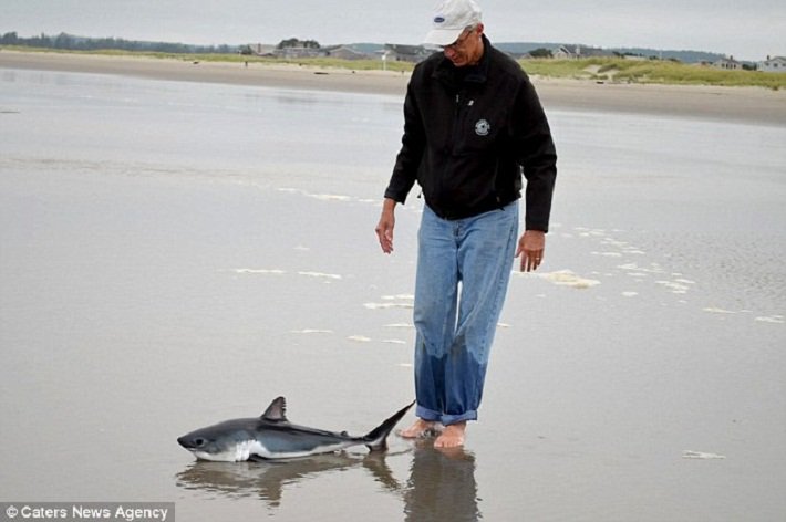 Biologist takes a walk, ends up rescuing a stranded baby shark! @Blue_Frontier mbayaq.co/1QPLMJV