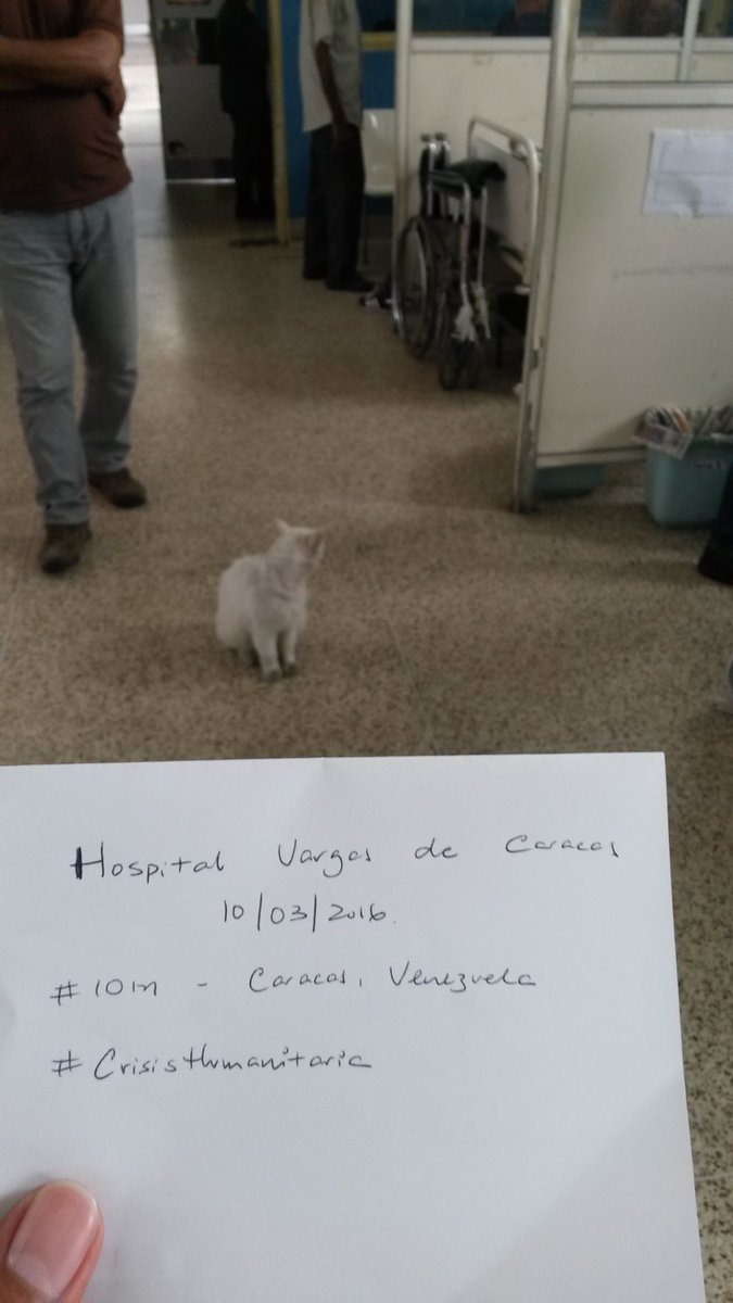 Los animales en nuestro Hosp Vargas de Ccs estan en todas nuestras salas de hospitalización #crisishumanitaria