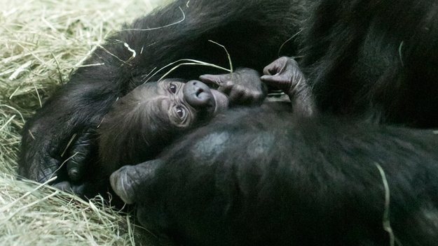 Find out why @PittState college in Kansas helped give <a href="/FortWorthZoo/">Fort Worth Zoo</a> gorilla 'Gus' his name. cbsloc.al/1M9F4fH?cid=tw…