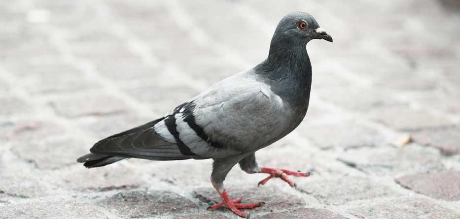 #JeunesseNumerique achètent pigeons voyageurs pour recevoir leurs courriers de la Mairie de leur ville.#Misere