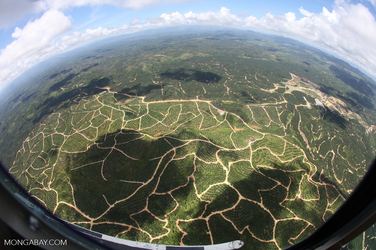 mongabay's tweet photo. Greenpeace rates consumer goods giants’ no-deforestation progress https://t.co/g84imAtxvZ https://t.co/4wrSGAXp1X
