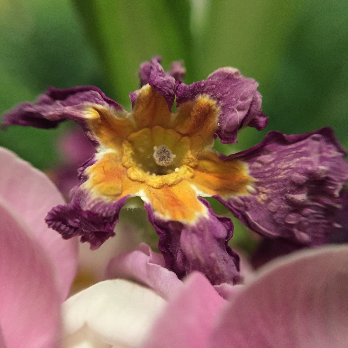 StuffUpClose's tweet photo. Dying flower https://t.co/d53kwM9RFi