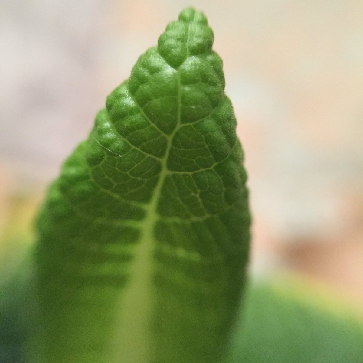 StuffUpClose's tweet photo. Dying flower https://t.co/d53kwM9RFi