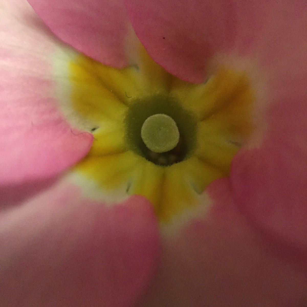 StuffUpClose's tweet photo. Dying flower https://t.co/d53kwM9RFi