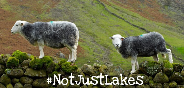 Not Just Lakes tweet media