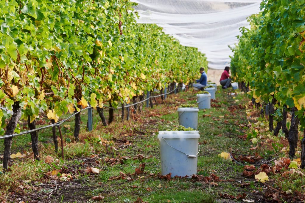 We could do with some extra volunteer pickers tomorrow. 8.00 start sumptuous lunch and wines provided. Message me.