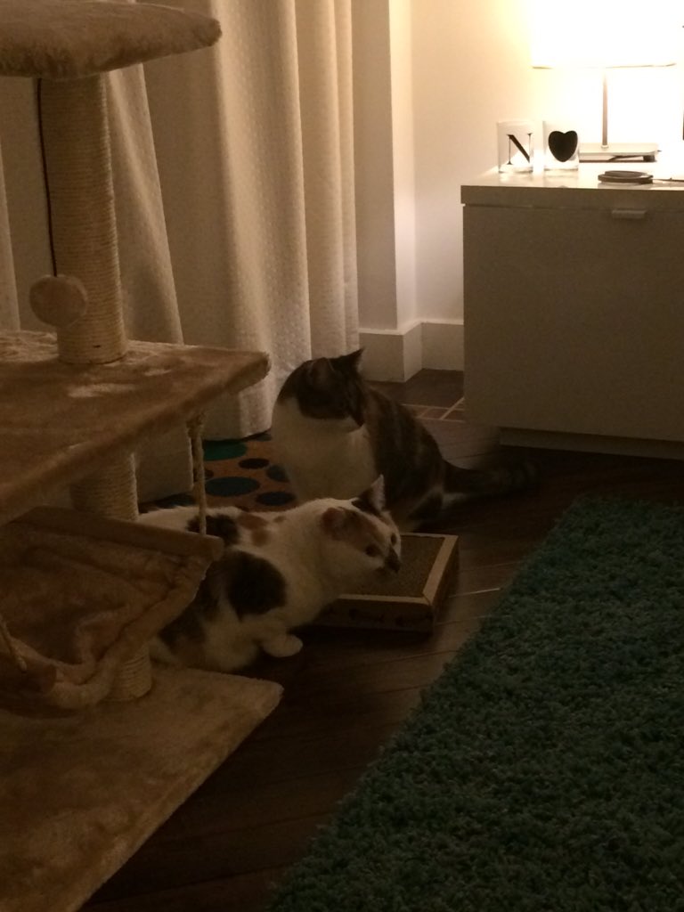 Becsmith83's tweet photo. @JodieMarsh re homed this nervous pair yesterday, absolute sweeties! https://t.co/B143jNyAID
