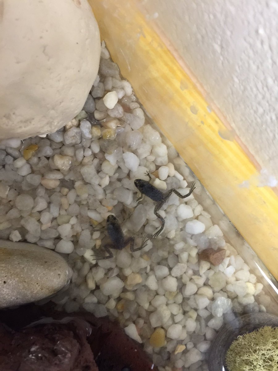 Mandarin 4's animals in their habitats built by students!