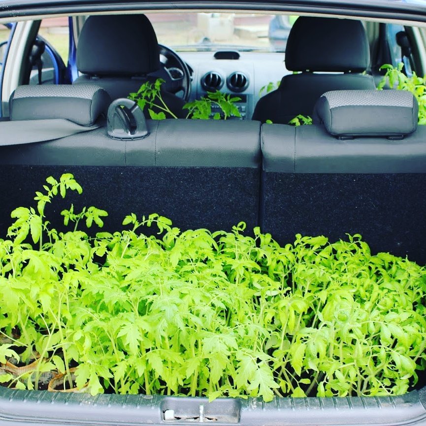 KnownSourceFarm's tweet image. #tbt to our baby tomato plants last #spring Here is to another #blessed #harvest #HarvestAmerica