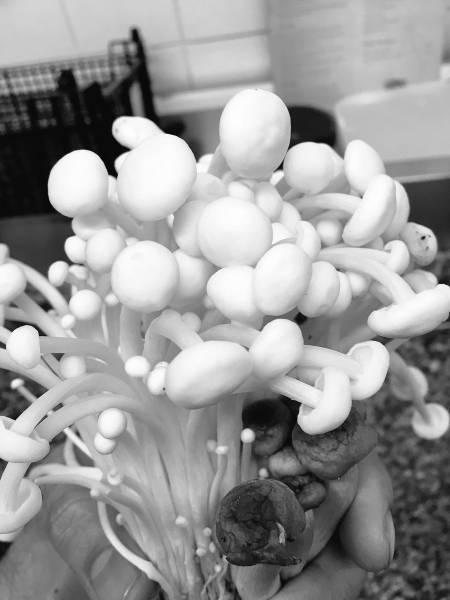 olivetreeyork's tweet photo. @olivetreeyork have fresh hand pick wild mushrooms.. https://t.co/YncCh6d0MP