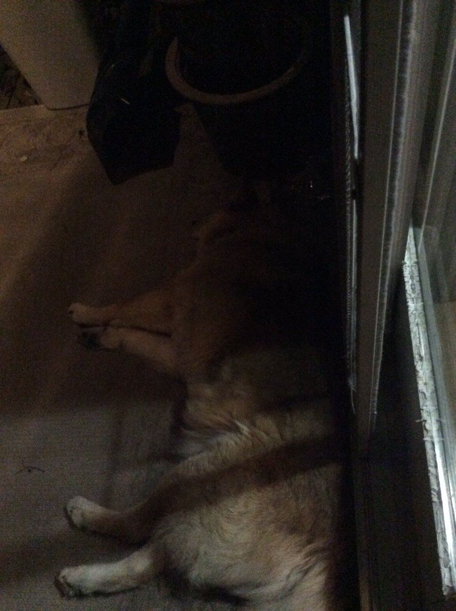 Buddeythedog's tweet photo. Don't get paid enough to stay awake #guardingtheyard https://t.co/TYcopatVEd