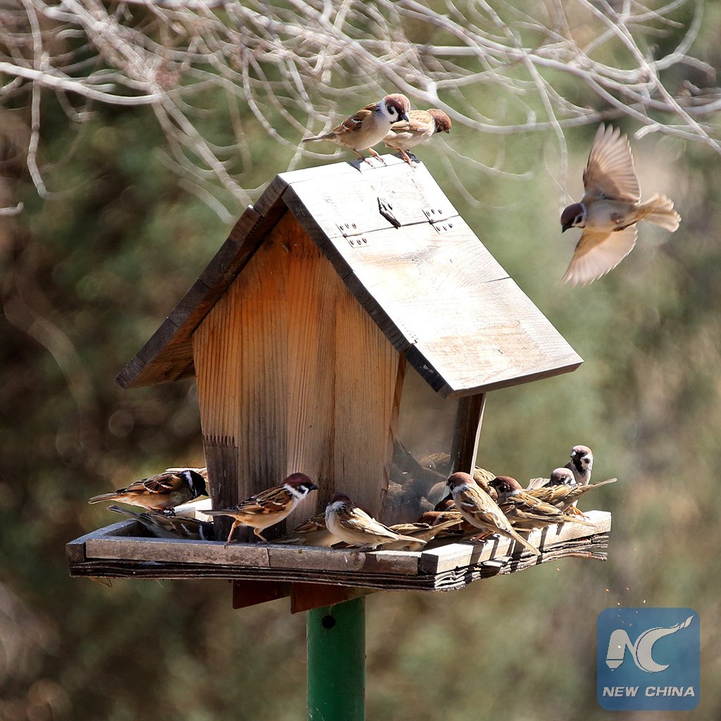 XHNews's tweet photo. House price in Beijing is rising, but birds here enjoy a man-made food station as a villa! https://t.co/WEbBq8Eyls