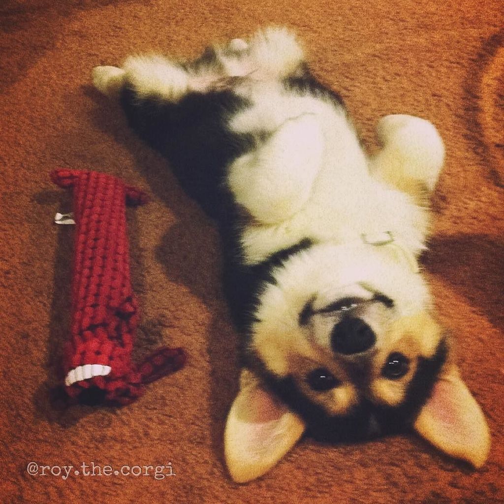 Roy_the_Corgi's tweet photo. Throwback to that time when I was a wee puppy and tried to imitate my toy. 🙃 #TBT
#CorgiP… https://t.co/bok79UR9GG https://t.co/8SaiL8eGAB