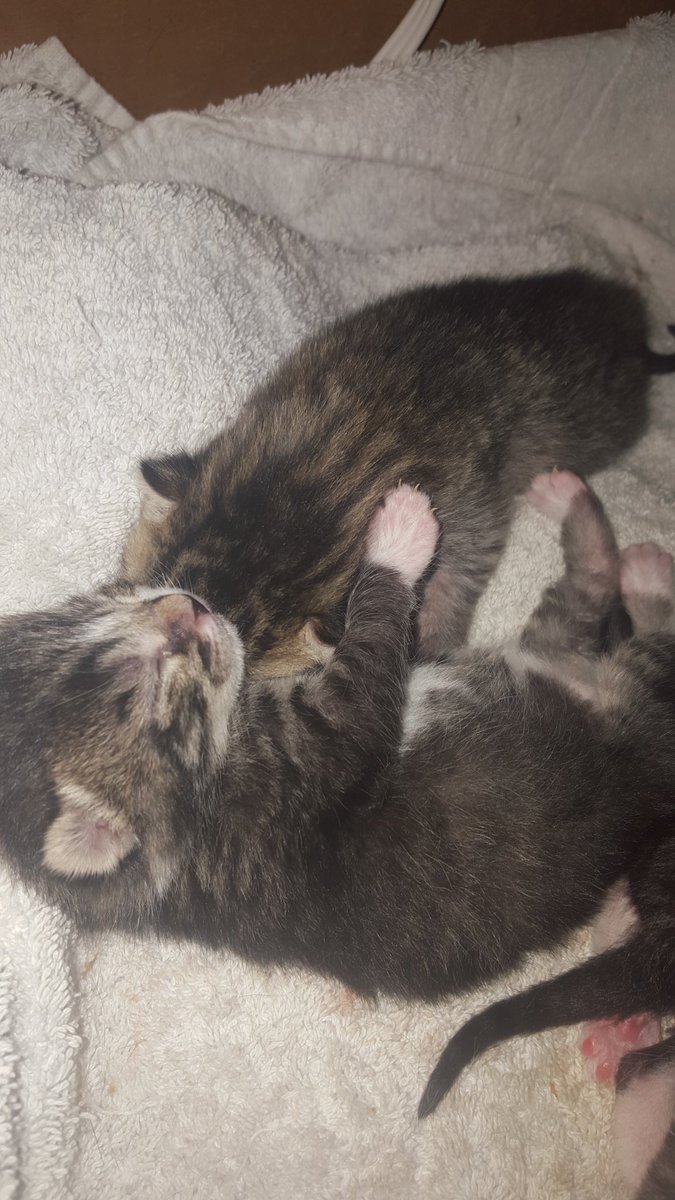 WendyDelmo's tweet photo. These little ones are too sleepy to stay up for #Colony. They'll watch tomorrow. #catsknoweverything #kittens https://t.co/vXGufoAP9w