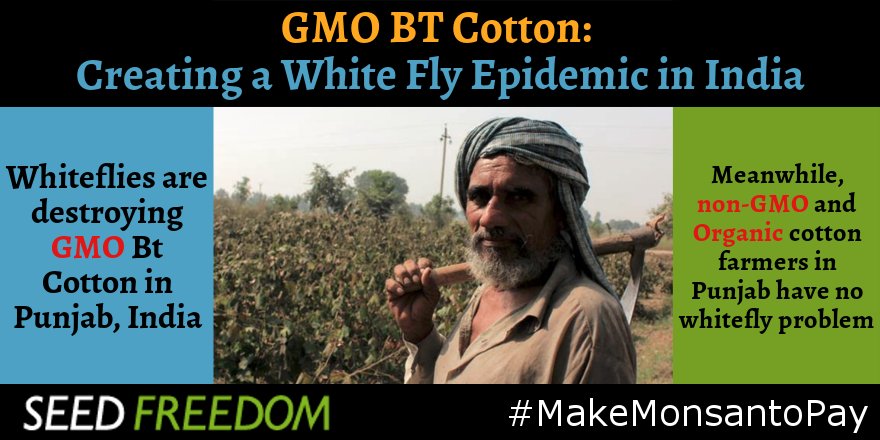 occupytheseed's tweet photo. Let the pain of #BTCotton Farmers in #India be heard https://t.co/4fCAmhHSCB #MakeMonsantoPay @drvandanashiva https://t.co/een5T4HrHR