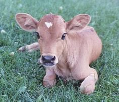 NFTYNO's tweet photo. Day 4: Throwback Thursday to the good ol' days. Baby mooses wants you to sign up for #springka16 today! #nftynoments https://t.co/VK32hoE9UX