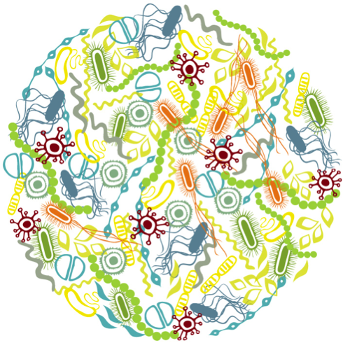 NIMMLab's tweet photo. How we are identifying metabolic pathways in the microbiota that guide host immune response
https://t.co/P4D98Vot5M https://t.co/yc1zXf8Lhy