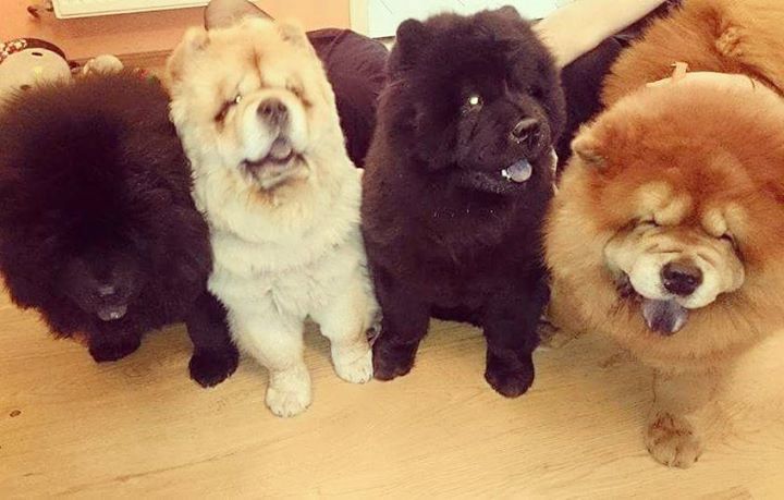 Teacupdogsdaily's tweet photo. my lovely dogs Bruno, Balbina, Izzy, Ajka 🐕🐶🐻🐼🐾 #chowChow #chowdogs #chow #puppies #dogs #… https://t.co/8bRuQIo4s5 https://t.co/2FIGGtiu3A