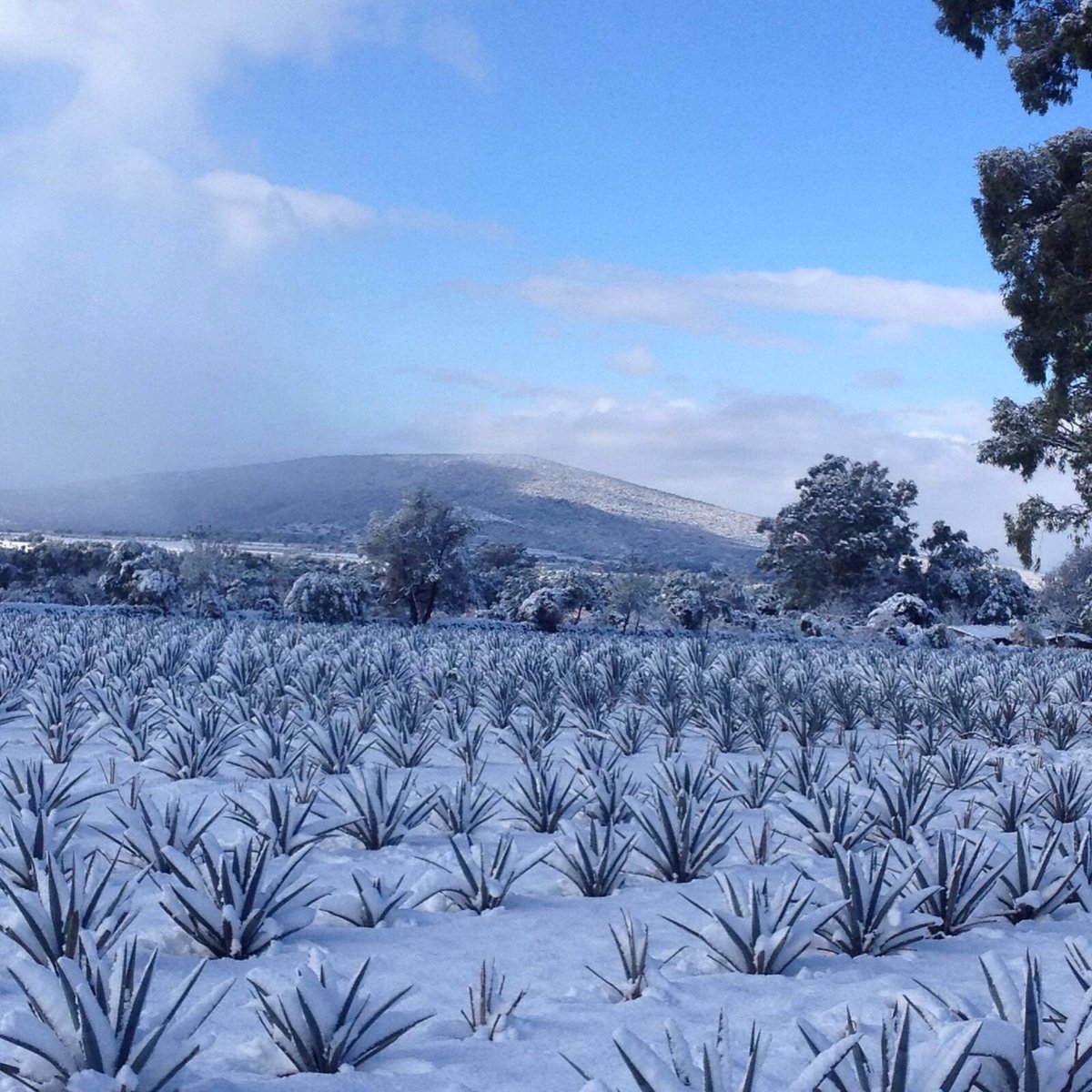 Cruz Tequila tweet media