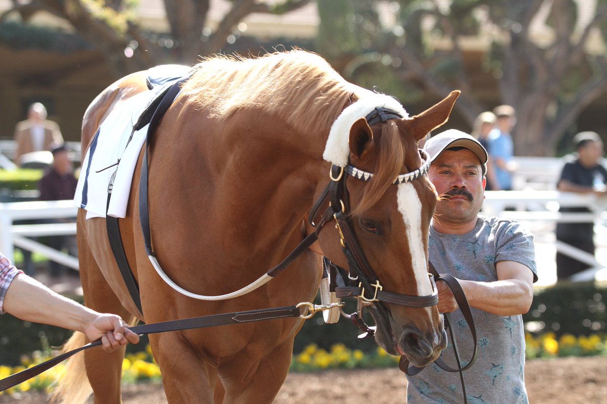 santaanitapark's tweet photo. Carla Gaines trainees, Bolo and Smokey Image schooling for #BigCap weekend #SantaAnitaPark https://t.co/WznfXSFkLh