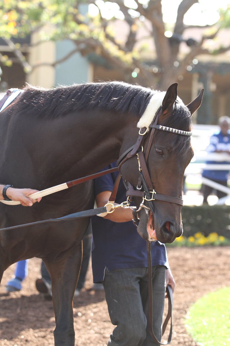 santaanitapark's tweet photo. Carla Gaines trainees, Bolo and Smokey Image schooling for #BigCap weekend #SantaAnitaPark https://t.co/WznfXSFkLh