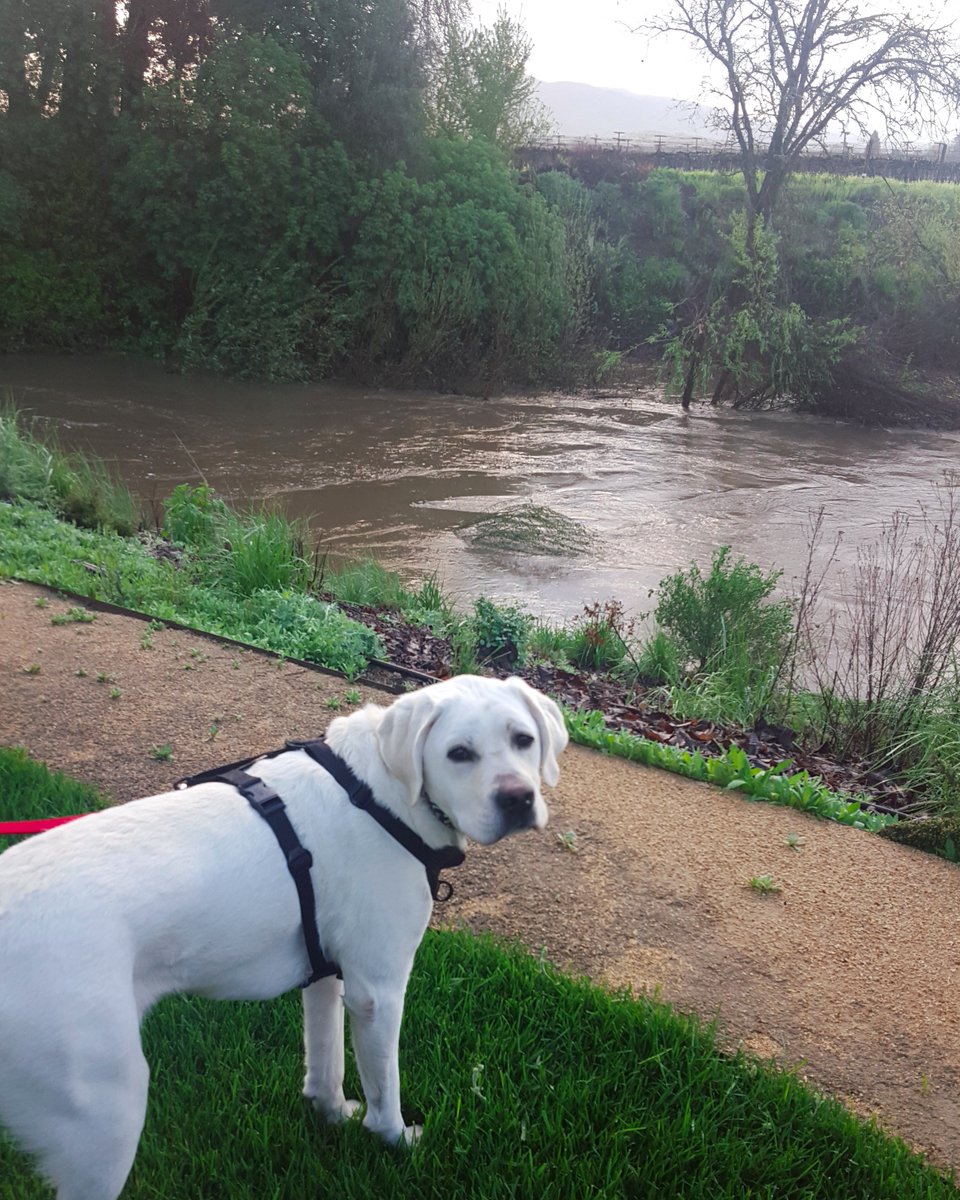 Our #SauvignonBlanc vines are very close to the #NapaRiver. Last weekend the river rose over 20ft in one night!