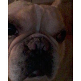 Frenchie_Cute's tweet photo. Maybe too close. 3.10.16 #lifewithafrenchie #frenchbulldog #frenchie  #tooclose https://t.co/mKcLPL83XN https://t.co/lmYCTGshzj