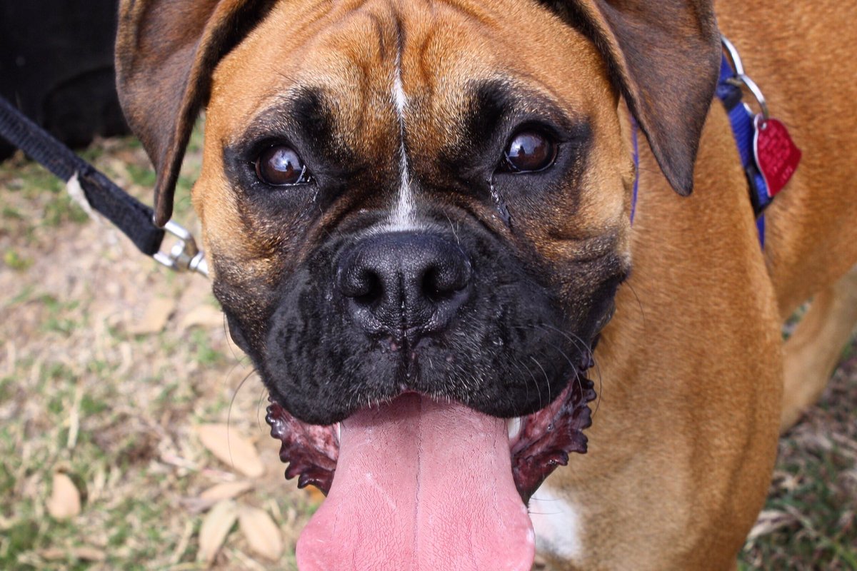 AnimalsOfAustin's tweet photo. Smile! https://t.co/8NQt3qhvGO is adding ALL #sxsw animal events to the calendar! Updates finished tonight! #atx https://t.co/oxbCX2welr