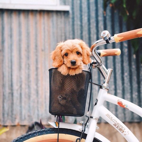 PerogyGuy's tweet photo. Mom says we are taking the bike tomorrow to @CrossroadsMrkt for #yycpoutine @PerogyGuy, mom loves the homemade gravy https://t.co/n2gMhxn8C1