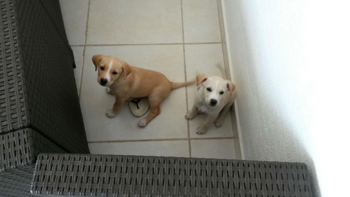 supersotelo's tweet photo. @VivoEnCancun vacunadas y desparasitadas hermosas perritas en adopción. https://t.co/JqUdzTpmRN