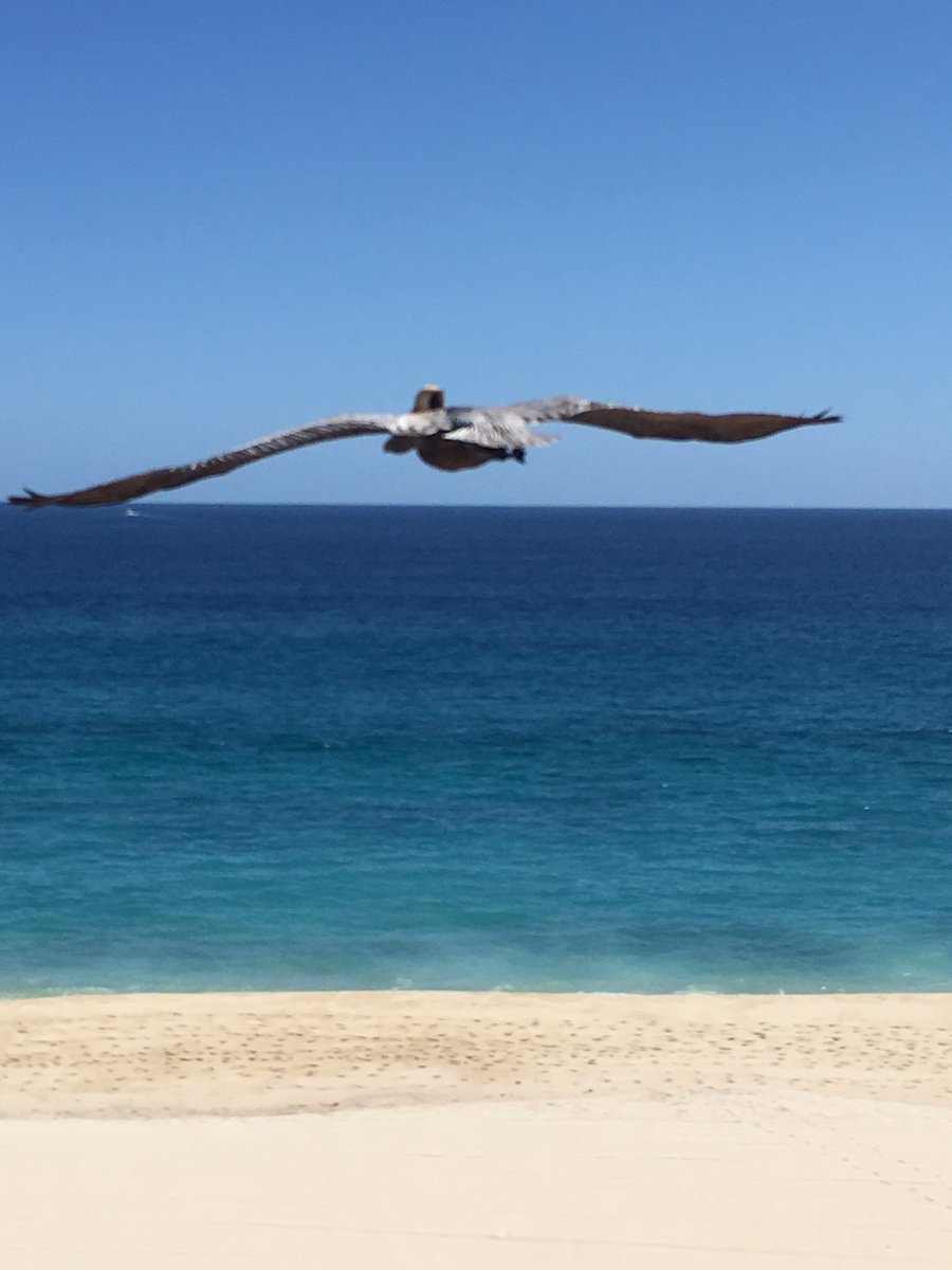 Matt_Kifle's tweet photo. We have liftoff! Great start to @ALACabo and @PhiKappaPsi Chapter Advisor Retreat Week 2 #Committed https://t.co/Sy1OyYVuKD