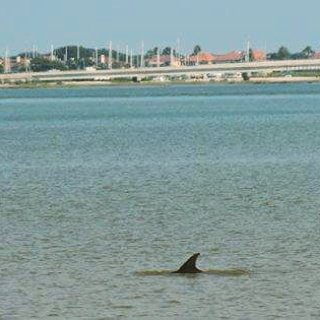 dolphin_StAug's tweet photo. Book a Dolphin Safari Tour this Saturday and get 50% off with the Promo Code DOLPHIN  https://t.co/IjQxFXv25J https://t.co/c7heamEXqU
