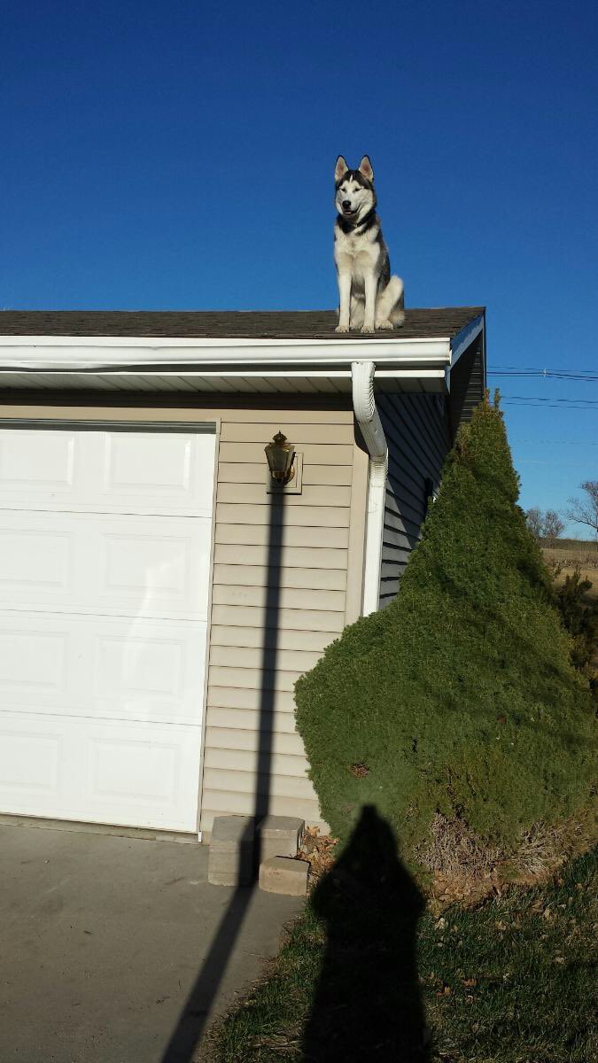 dakotabest23's tweet photo. I put Caito in my sisters backyard for the weekend while I'm out of town and this is what he does.. don't ask me how https://t.co/k8zM8H4pb5