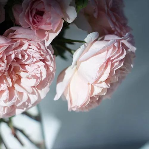 꽃봇 (@blossoms_bot) on Twitter photo 