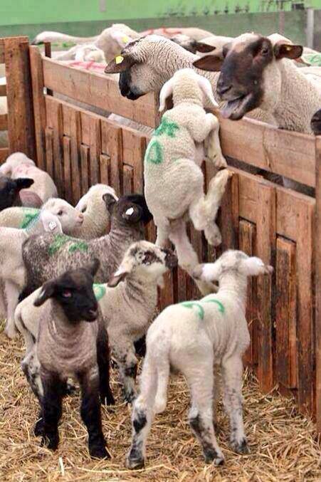 Baby lambs separated for slaughter...Desperately try to get back with their mothers... #farm365