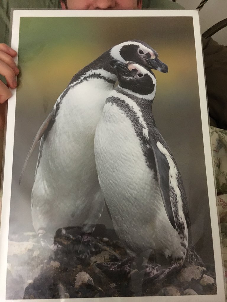 SarahAshClark's tweet photo. When Jake wants to decorate our apartment and I bring home this gem #gettingitframed #pengwins https://t.co/LSB9WGoBEU