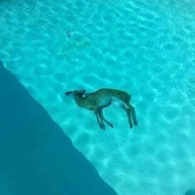 Clonetrooper1019 On Twitter Wow My Dog Just Drowned Https - clonetrooper1019