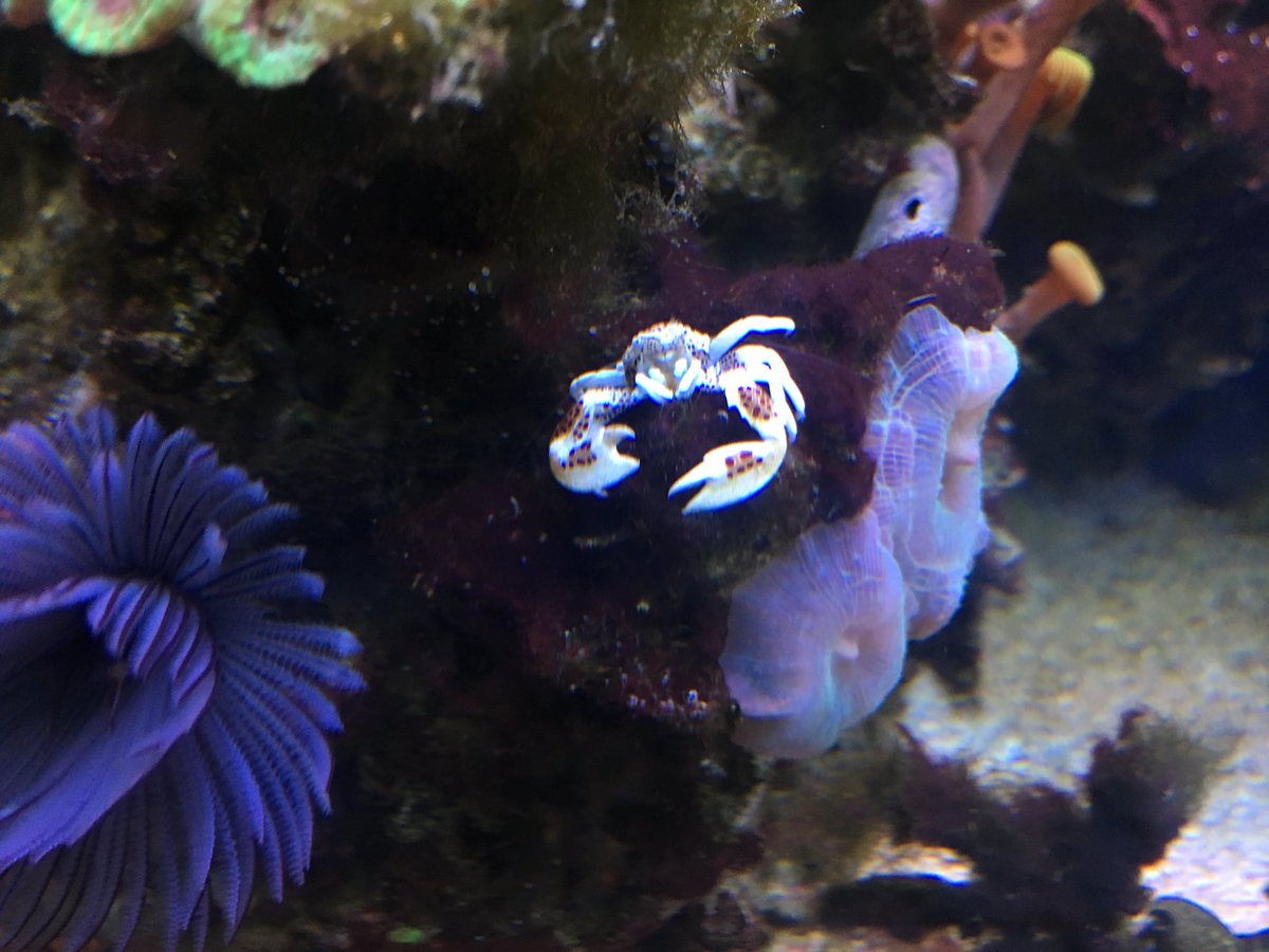 SusanSpann's tweet photo. While the rest of the country watched debates, I watched a baby porcelain crab have dinner. #ThinkIWon https://t.co/CeEyCCA0C4
