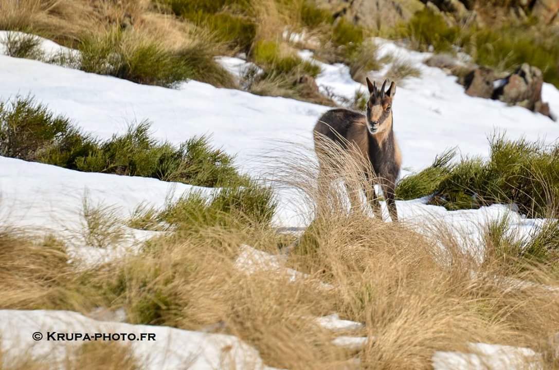 #isard en hiver 🌲❄
Pyrénées Orientales - France 
#pyrenees #rupicabra #nikon #wildlife #chasse #pirineus #pirineos