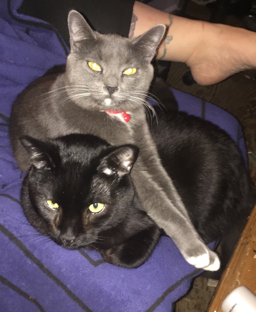 Gimpsters's tweet photo. Apparently, Astrid thinks A Gimpychair is comfy... #getofme https://t.co/mlnrb3Rc2V