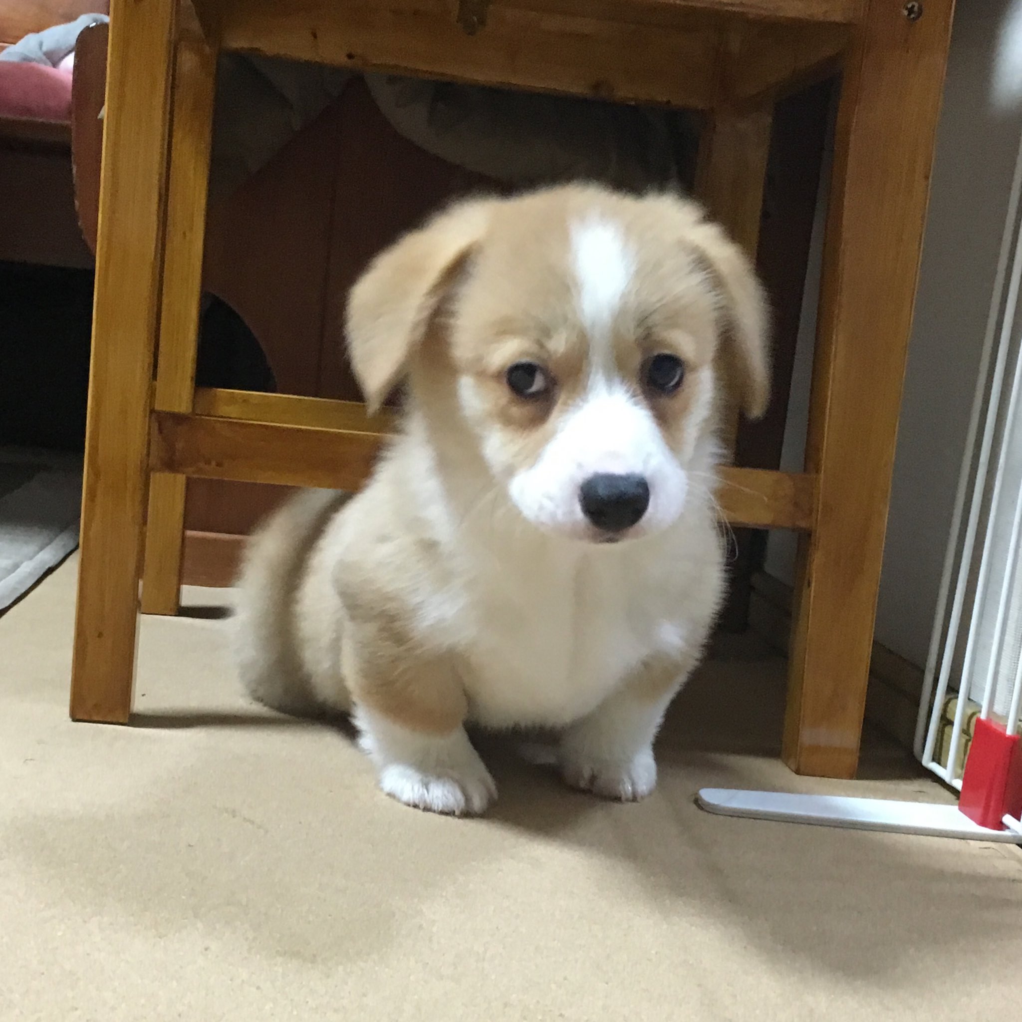 ふーちゃん イタズラする寸前 悪い顔で 何かを狙っている様子 へっへっへっ いたずら犬 獲物を狙う目 悪顔 コーギー Corgi Dog 子犬 Puppy T Co Wmg4ryyx7q Twitter