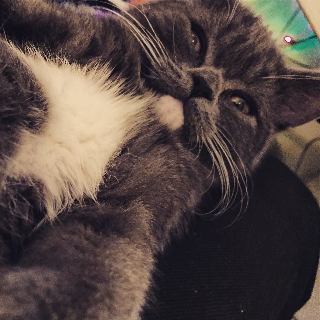 Chatchatcatcat's tweet photo. Grumpy aka Yoshi Tsunami Samurai Mitzu #kitten #instacat #grumpycat #persianblue #housecatproblems by yoshi.mitzu https://t.co/NNKGDHzL4j
