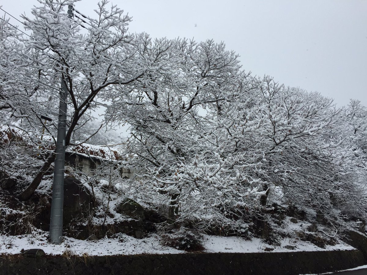 nagaek's tweet photo. 今日は山梨。雪が凄い。 https://t.co/XccAmjBVUa