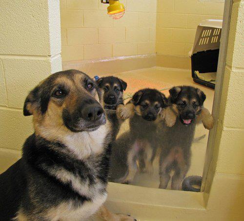 barkbox's tweet photo. "I made these." https://t.co/MID9vkkES1