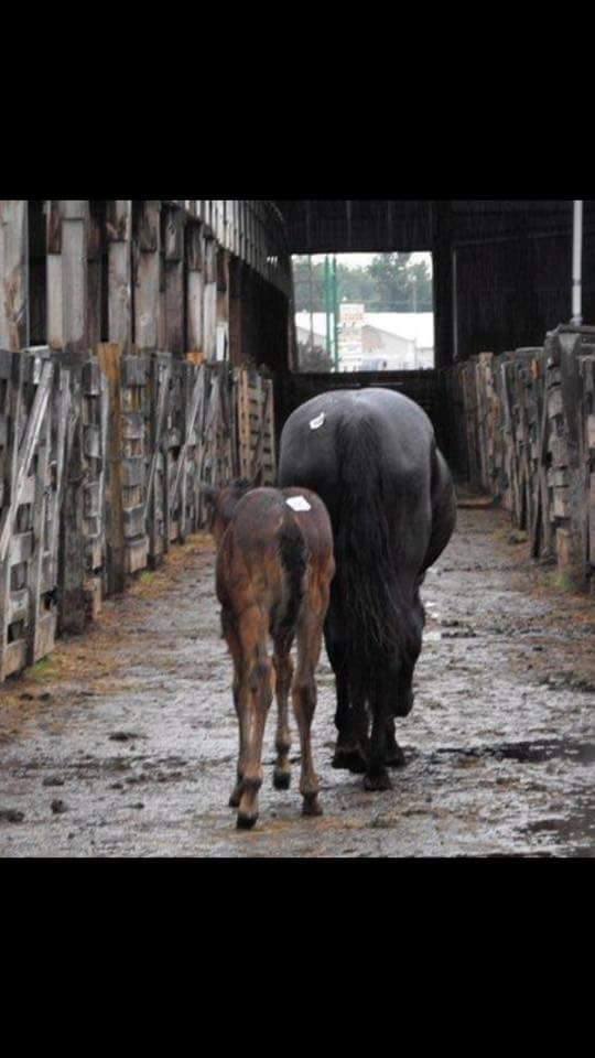 horsemeatkillz's tweet photo. What's wrong with THIS pic?  RT @AQHAnews :
Checks R in mail 4 #IncentiveFund horses! https://t.co/4lN0FyfKz6 … https://t.co/LyUAVoaafT