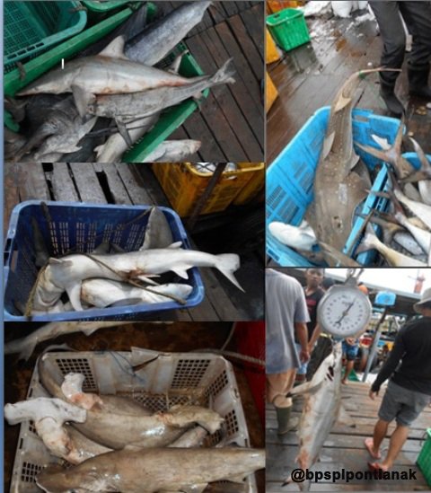 marinebuddies's tweet photo. Mediabuzz: Hasil Monitoring Hiu dan Pari di Kalbar (Via: bpsplpontianak) https://t.co/tVXPNqfv0S https://t.co/3KSeRb5VMc