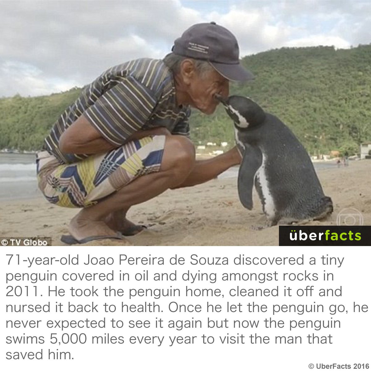 UberFacts's tweet photo. This penguin swims 5,000 miles every year to visit the man that saved him. https://t.co/PUPiYT6V8F