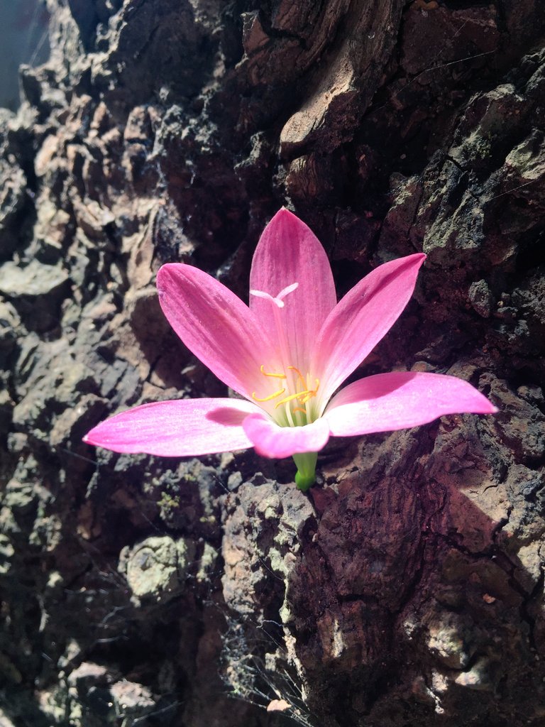 jira_mesa's tweet image. Bloom.